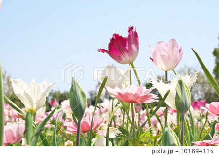光を受け輝くチューリップ畑の花【青空背景】 101894115