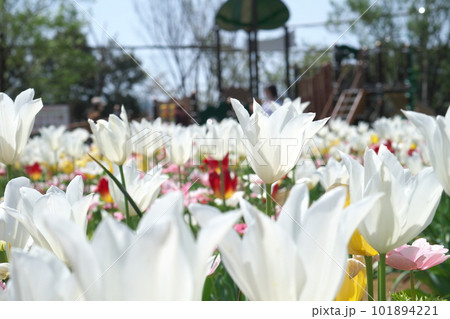 光を受け輝くチューリップ畑の花 101894221