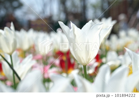 光を受け輝くチューリップ畑の花 101894222