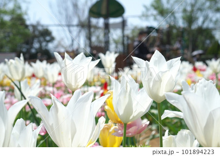 光を受け輝くチューリップ畑の花 101894223