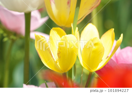 光を受け輝くチューリップ畑の花 101894227