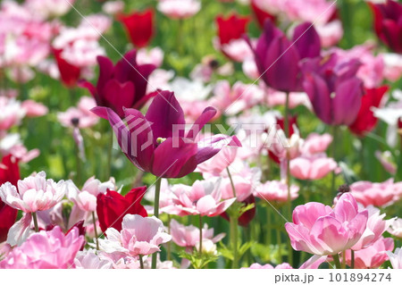 光を受け輝くチューリップ畑の花 101894274