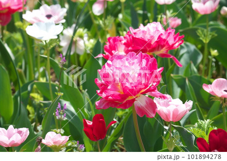 光を受け輝くチューリップ畑の花 光を受け輝くチューリップ畑の花 101894278