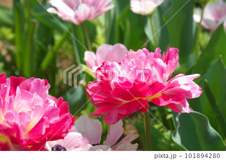 光を受け輝くチューリップ畑の花 101894280