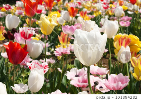 光を受け輝くチューリップ畑の花 101894282