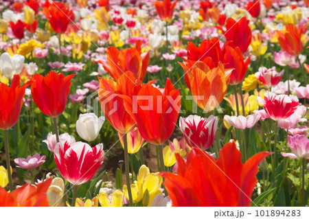 光を受け輝くチューリップ畑の花 101894283