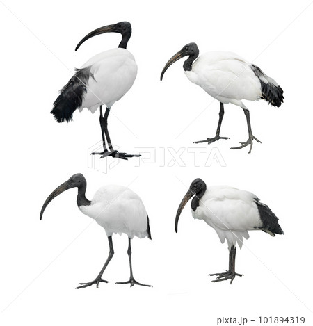 set african sacred ibis isolated on white set african sacred ibis isolated on white 101894319