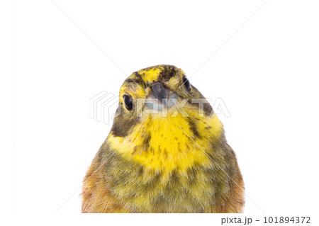 portrait yellowhammer (Emberiza citrinella) 101894372