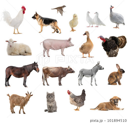 farm animals collage isolated on white background 101894510