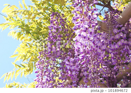 満開の藤棚 満開の藤棚 101894672