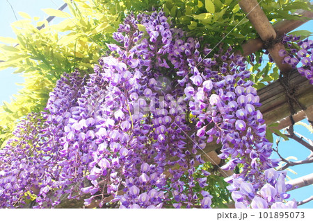 満開の藤棚 満開の藤棚 101895073