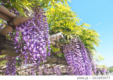 青空に映える満開の藤棚 青空に映える満開の藤棚 101895077