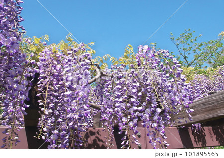 青空に映える満開の藤棚 青空に映える満開の藤棚 101895565