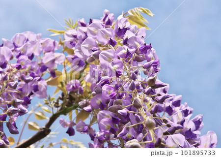 青空に映える満開の藤棚 101895733
