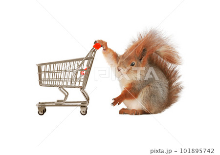 squirrel and supermarket basket isolated 101895742