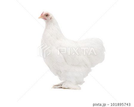 white chicken isolated on white background white chicken isolated on white background 101895743