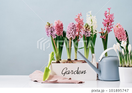 Several pink hyacinth flower plants potted in white crate at home on wooden table. Flowerhead in bloom. Spring morning at home. Mothers Day birthday Easter banner. Thank you. Garden text 101895747