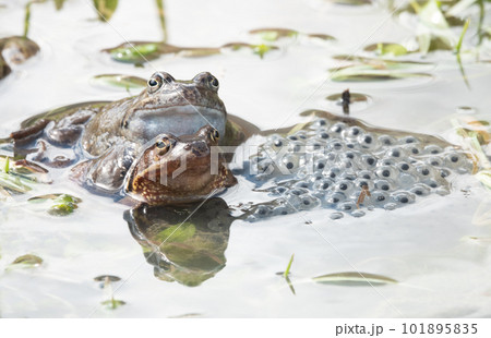 frog sitting in the water against the background of caviar. frog sitting in the water against the background of caviar. 101895835
