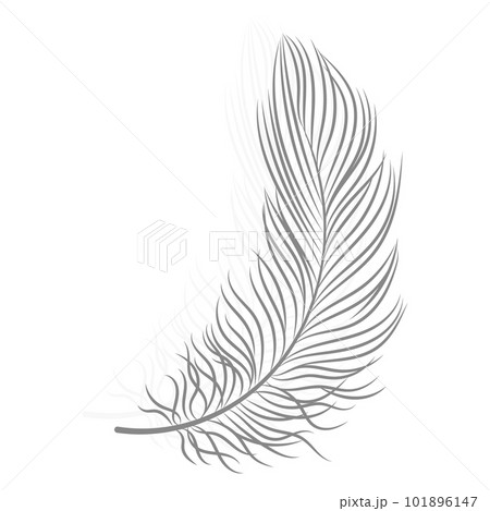 Drawn gray bird feather on a white background. Line art, vector 101896147