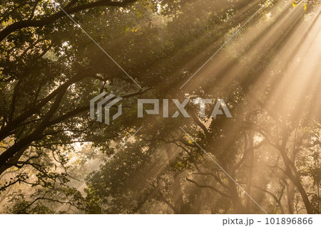 Natural Tyndall effect or phenomenon by sunlight or light rays scattering beam of light through sal trees in cold winter mornings at dhikala jim corbett national park forest uttarakhand india asia 101896866