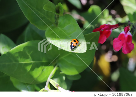 春の庭に咲く赤いチェリセージの花と近くの葉に止まるナナホシテントウムシの様子 101897068
