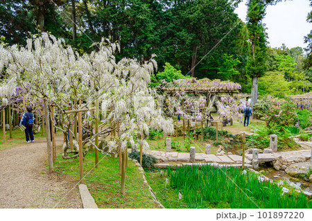 【奈良県】奈良市 萬葉植物園  (2023/04/18撮影) 101897220