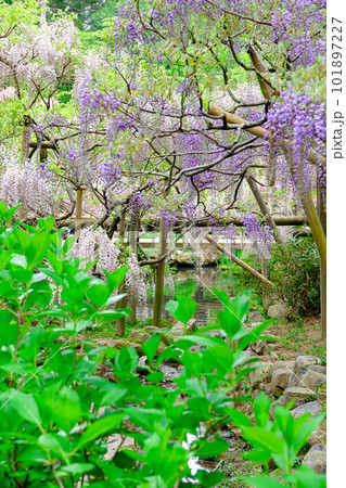 【奈良県】奈良市 萬葉植物園 (2023/04/18撮影) 【奈良県】奈良市 萬葉植物園 (2023/04/18撮影) 101897227