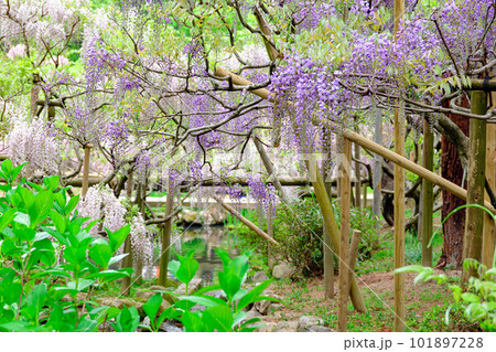 【奈良県】奈良市 萬葉植物園  (2023/04/18撮影) 101897228