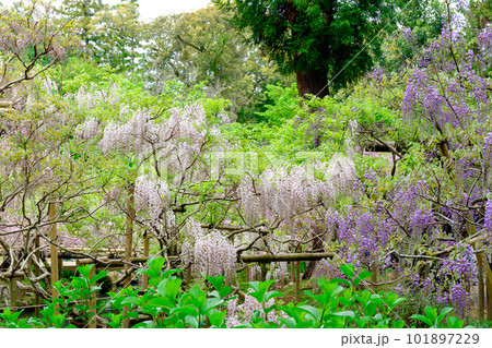 【奈良県】奈良市 萬葉植物園  (2023/04/18撮影) 101897229
