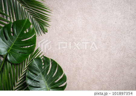 モンステラ 木の葉 葉 101897354