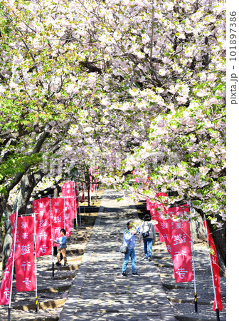 藤沢遊行寺のいろは坂に咲く八重桜 藤沢遊行寺のいろは坂に咲く八重桜 101897386