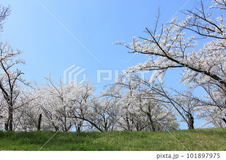 多度津町、桃陵公園の桜 101897975