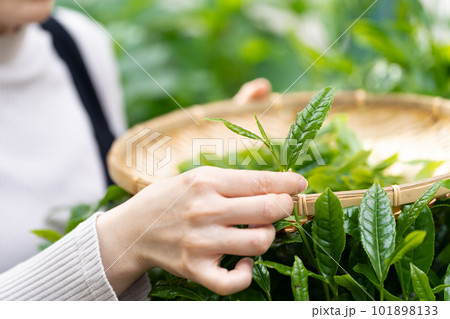茶摘み お茶 手元 茶摘み お茶 手元 101898133