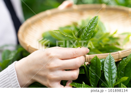茶摘み お茶 手元 茶摘み お茶 手元 101898134