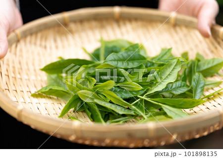 茶摘み　お茶　手元 101898135