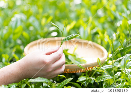 茶摘み お茶 手元 茶摘み お茶 手元 101898139