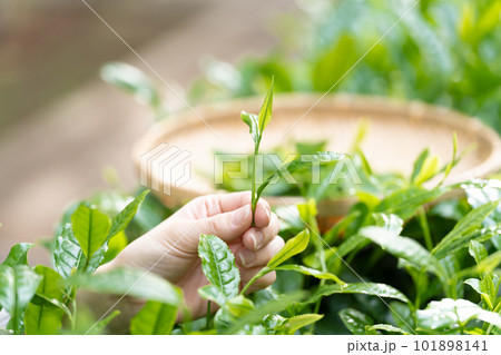 茶摘み お茶 手元 茶摘み お茶 手元 101898141