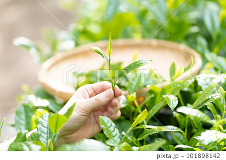 茶摘み お茶 手元 茶摘み お茶 手元 101898142