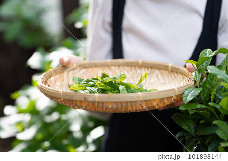 茶摘み お茶 手元 茶摘み お茶 手元 101898144