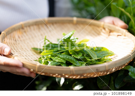 茶摘み　お茶　手元 101898149
