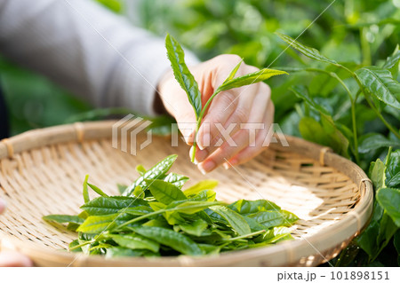 茶摘み　お茶　手元 101898151