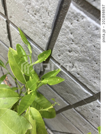 みかんの木についたアゲハ蝶の卵 みかんの木についたアゲハ蝶の卵 101898697