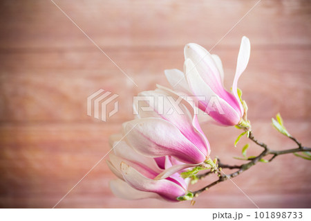 Branch with blooming pink Magnolia flowers on wooden background 101898733