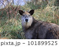カモシカびっくり 101899525