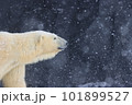 雪の中のシロクマ 101899527