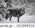 こっちを見ている雪の中の狼 101899528