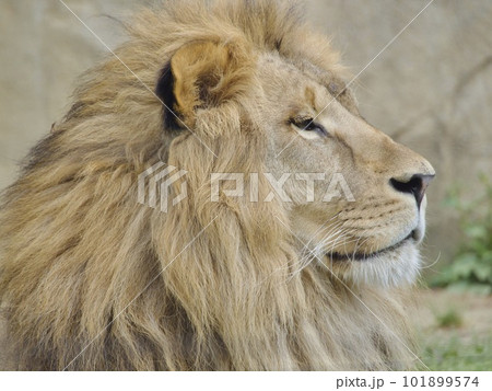 横から見たライオン 101899574