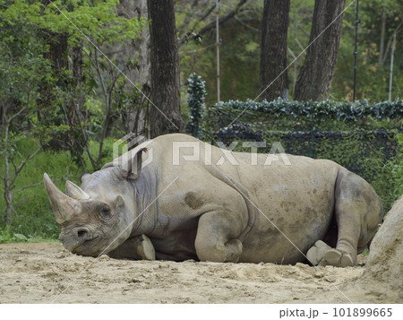 休むクロサイ 101899665