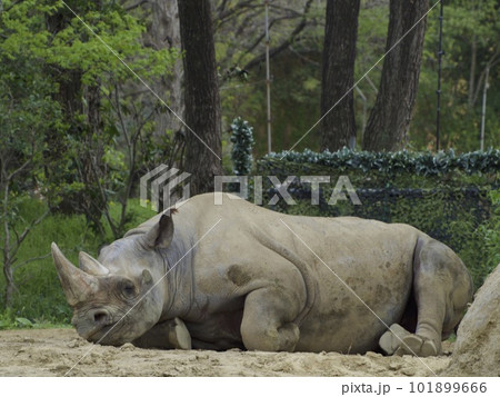 クロサイ 101899666