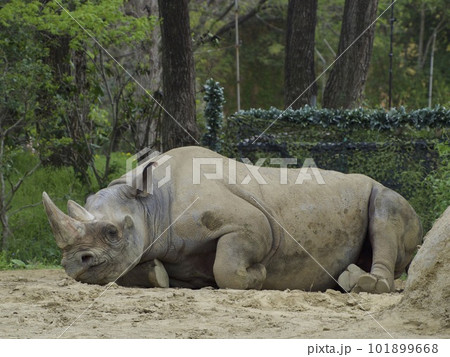 クロサイ 101899668